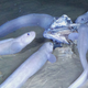Un grupo de peces de la familia ‘Liparidae’ se acerca a un pez muerto que fue usado como cebo.